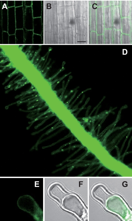 FIGURE 4.