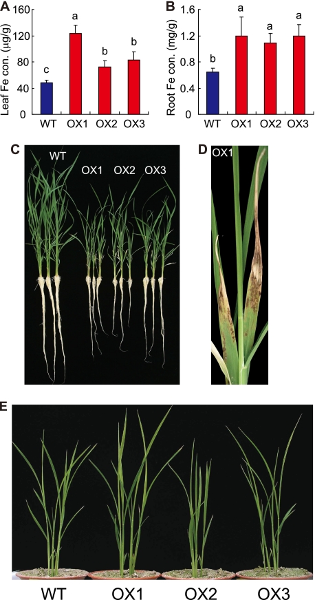 FIGURE 7.