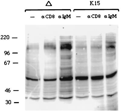 FIG. 13