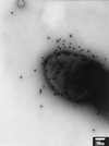 FIG. 7