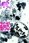 Figure 12.