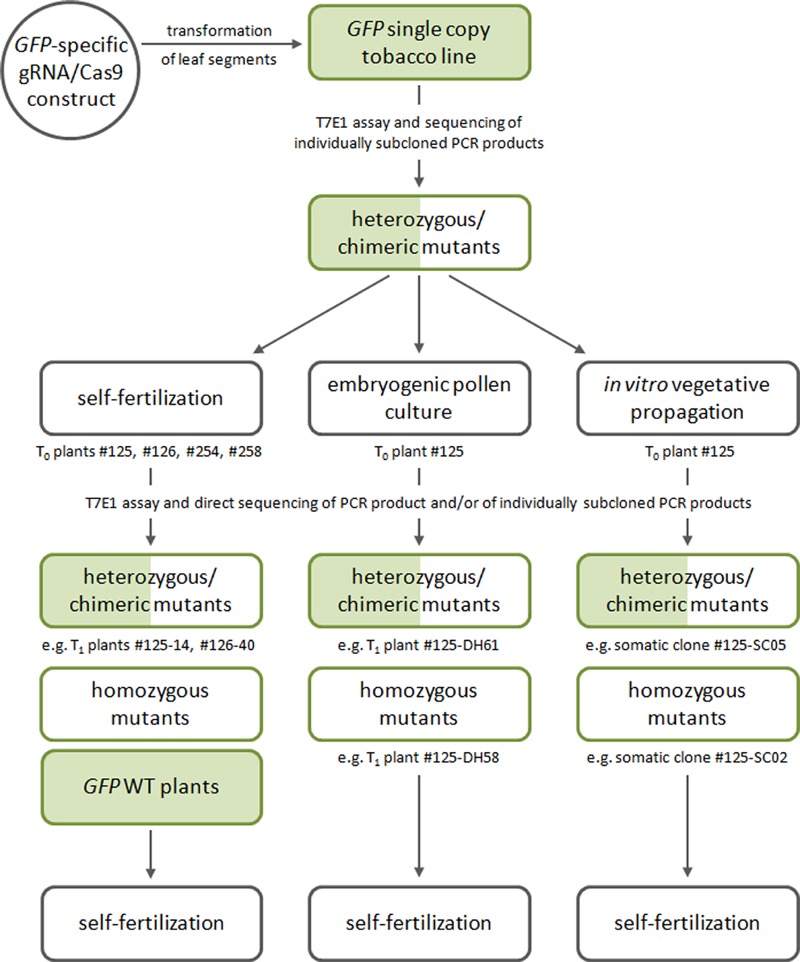 FIGURE 1