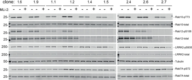 Figure 2—figure supplement 1.