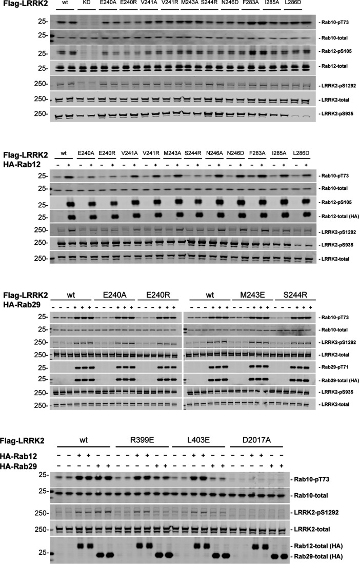 Figure 7—figure supplement 1.