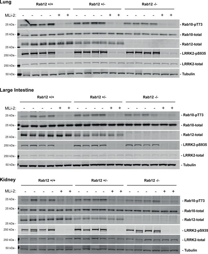 Figure 2—figure supplement 2.