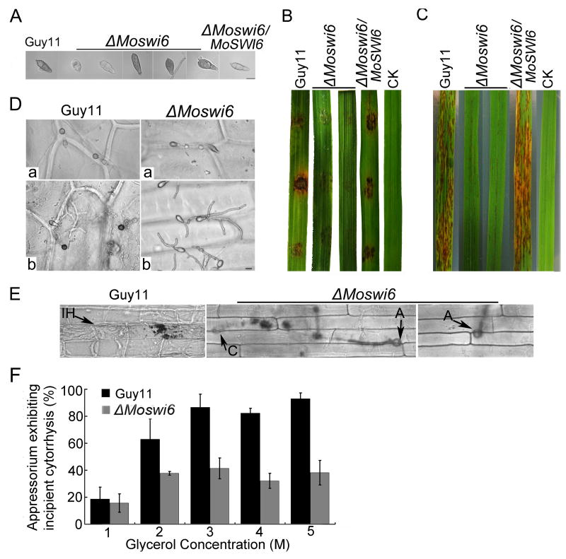 Fig. 6