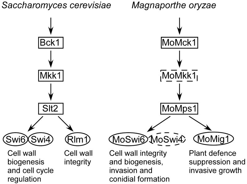 Fig. 8