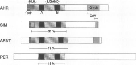 graphic file with name pnas01091-0348-a.jpg