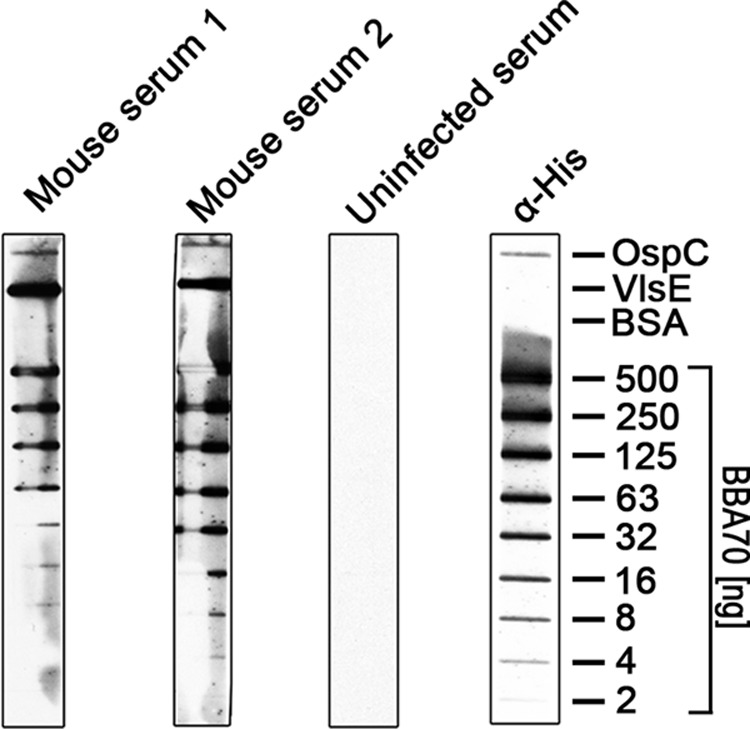 FIGURE 10.