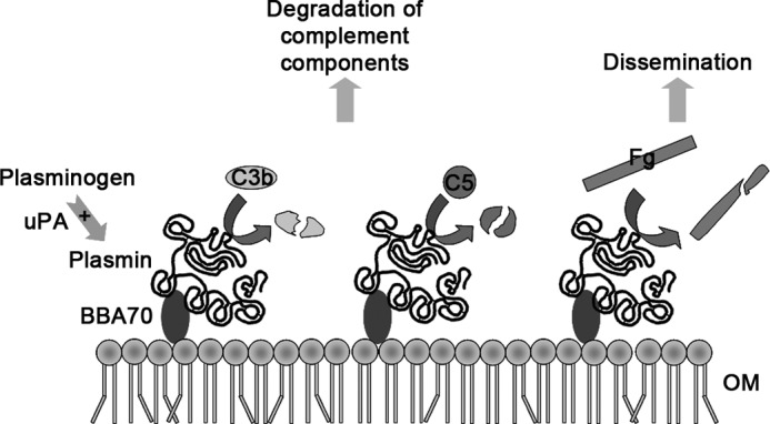 FIGURE 11.