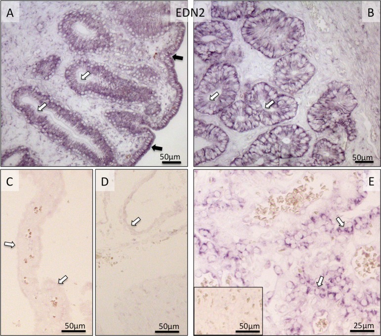 Fig. 8.