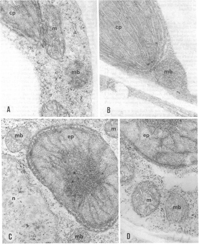 graphic file with name pnas00640-0272-a.jpg