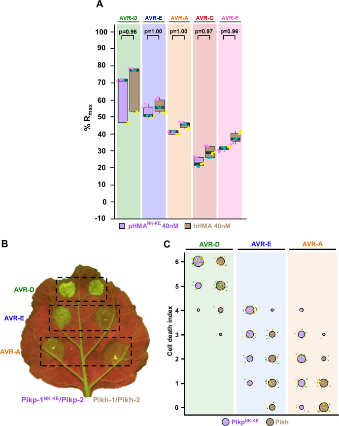 Fig 6