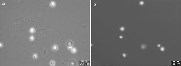 Fig. 3