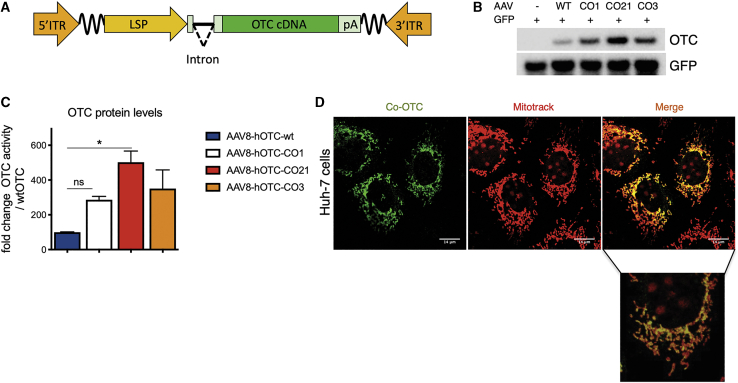 Figure 1