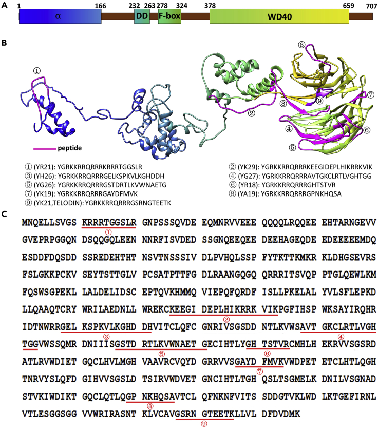 Figure 1