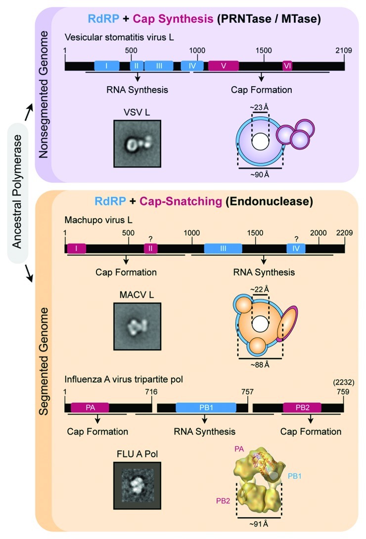 graphic file with name rna-9-941-g1.jpg