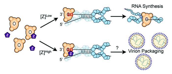 graphic file with name rna-9-941-g3.jpg