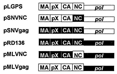 FIG. 1