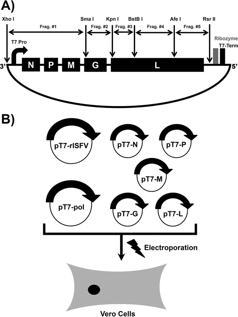 FIG 2