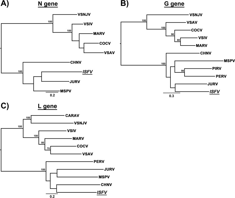 FIG 1