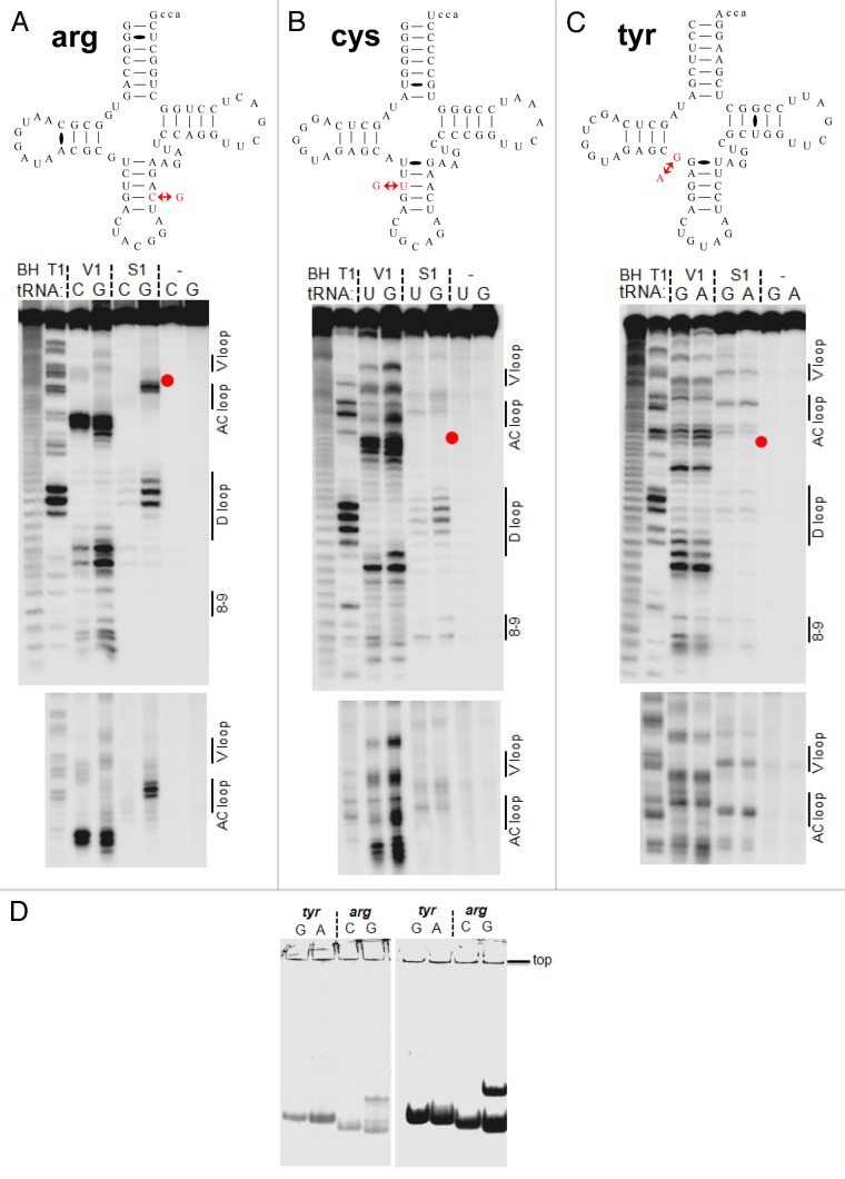 graphic file with name rna-10-1853-g4.jpg