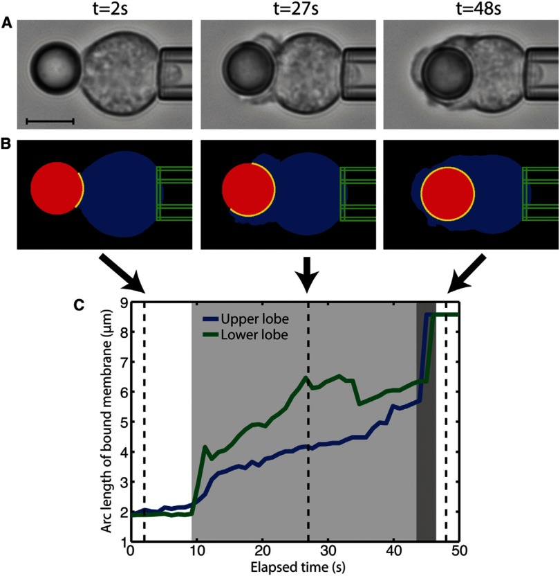 Figure 52.