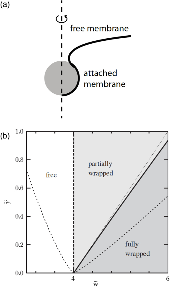 Figure 36.