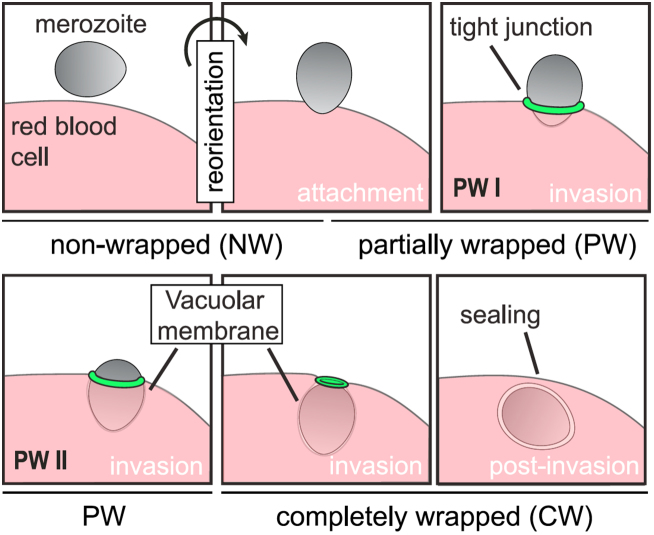 Figure 50.