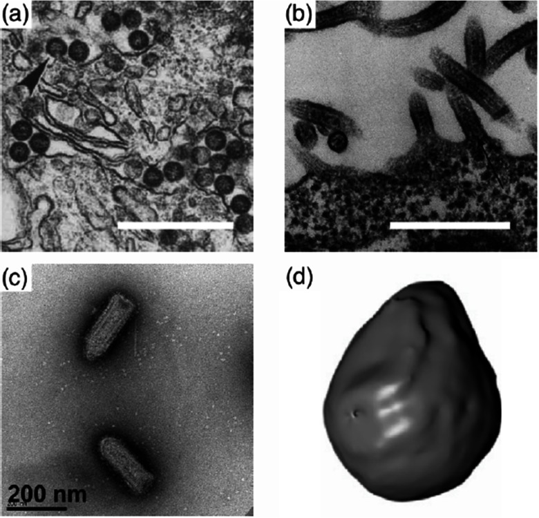 Figure 49.