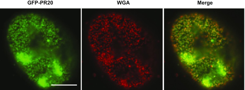 Fig. S1.