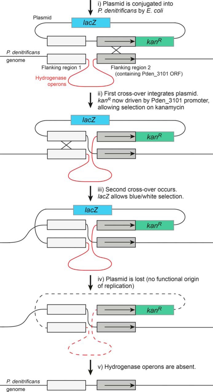 FIGURE 4.