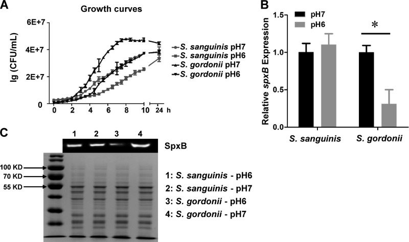 FIG 2