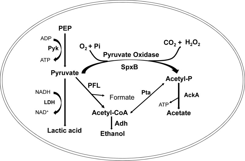 FIG 7