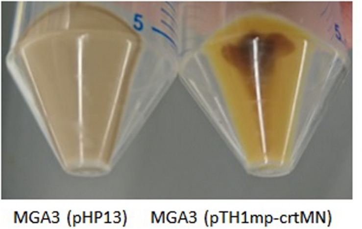 FIGURE 5