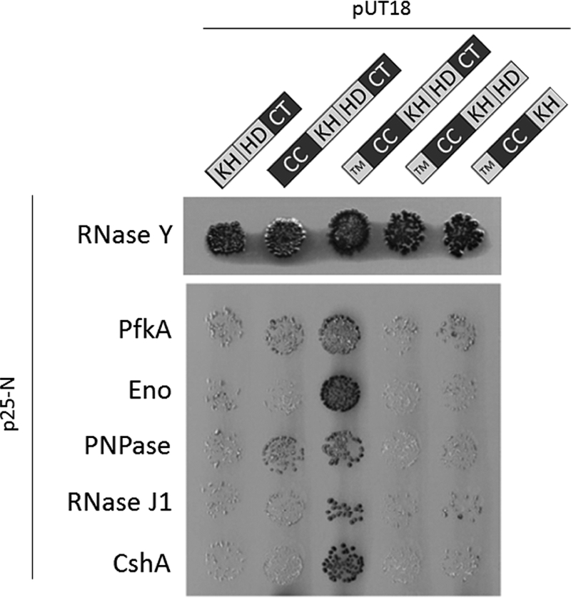 Fig. 8.