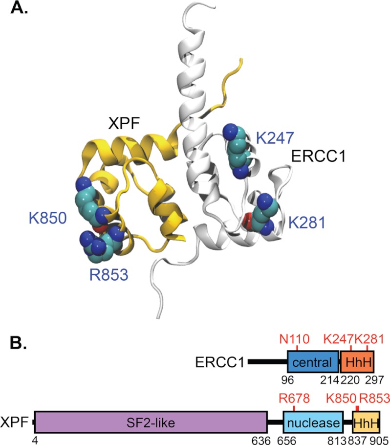 FIGURE 1.