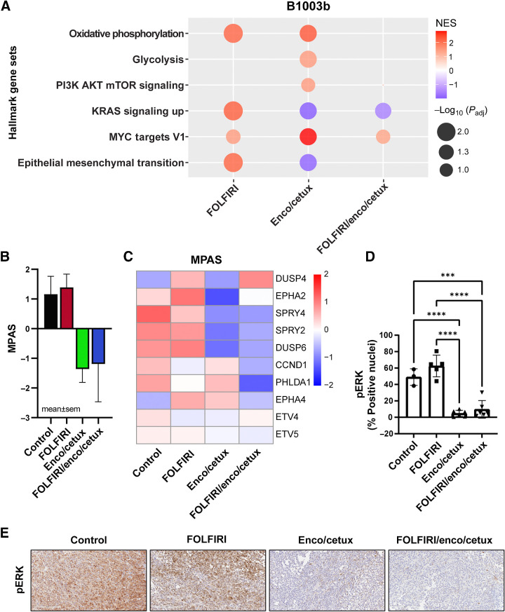 Figure 3. Transcriptional changes after cytotoxic chemotherapy and targeted therapy of B1003b 21-day treated tumors. A, GSEA analysis of hallmark gene sets between treatment samples (FOLFIRI, E+C, or FOLFIRI + E+C) relative to controls. A bubble plot was colored by normalized enrichment score (NES) and the size of the bubbles represent adjusted P values. Red bubbles indicate gene sets that are more enriched after treatment (NES > 0), whereas blue bubbles represent gene sets enriched in control samples (NES < 0). B, MPAS and C, Heatmap of 10 MAPK target genes average expression after cytotoxic chemotherapy and targeted therapy. D, Percentage of positive nuclei/cells in were compared between treatment groups (n = 4–6). *, P < 0.05; **, P < 0.01; ***, P < 0.001; ****, P < 0.0001. E, IHC staining (20×) identifying the pERK in B1003b tissue among four treatments.