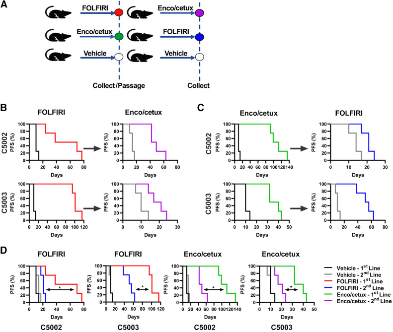 Figure 1. Resistance to first-line therapy impairs the efficacy of second-line therapy. BRAFV600E-mutated colorectal cancer PDX models C5002 and C5003 were treated with FOLFIRI or encorafenib + cetuximab (Enco/cetux) until progression. Cross-over to alternate therapy until progression. A, In vivo sequencing of therapy model. B, Progression-free survival (PFS) of C5002 and C5003 for FOLFIRI first-line treatment and E+C second-line treatment (n = 4). C, PFS for E+C first-line treatment and FOLFIRI second-line treatment (n = 4). D, PFS for first and second-line FOLFIRI or E+C treatment. (*, P < 0.05)