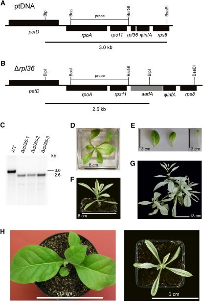 Figure 11.