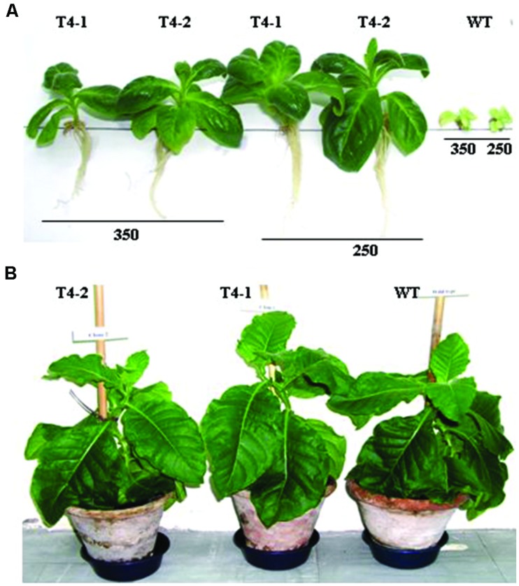 FIGURE 5