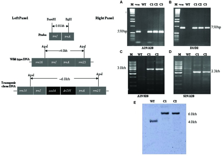 FIGURE 2