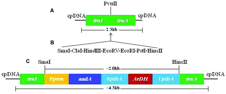 FIGURE 1