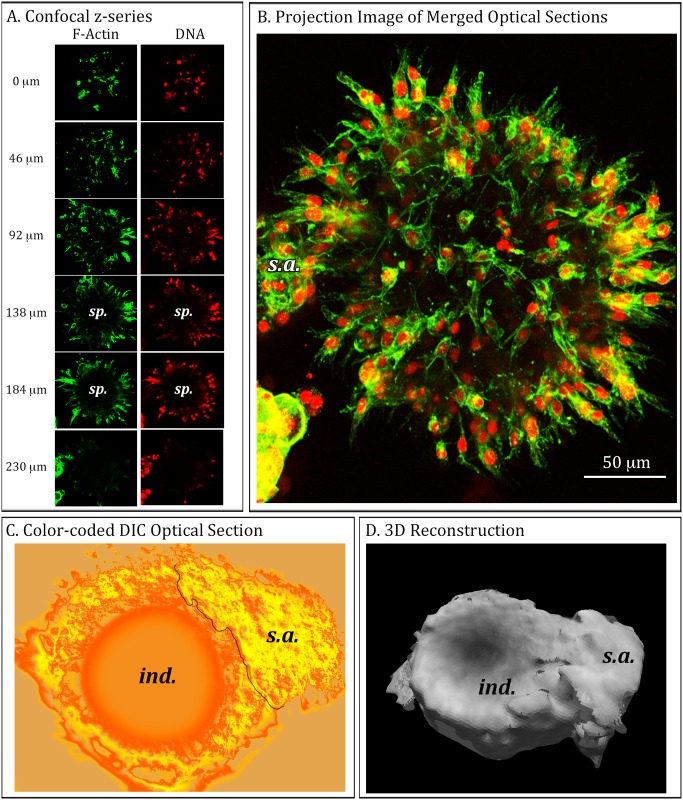 Fig 6