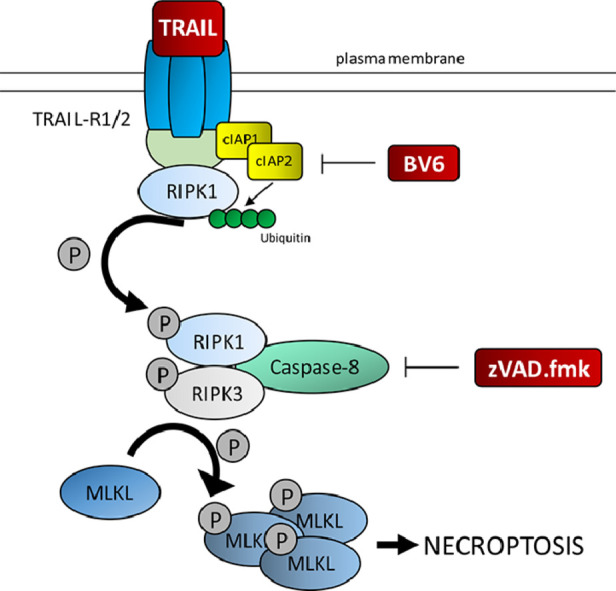 Image, graphical abstract