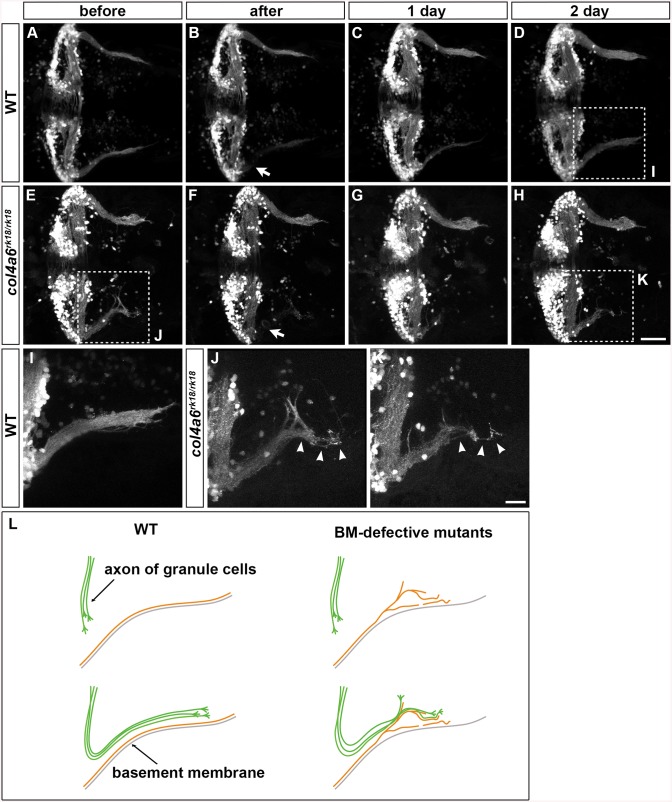 Fig 8