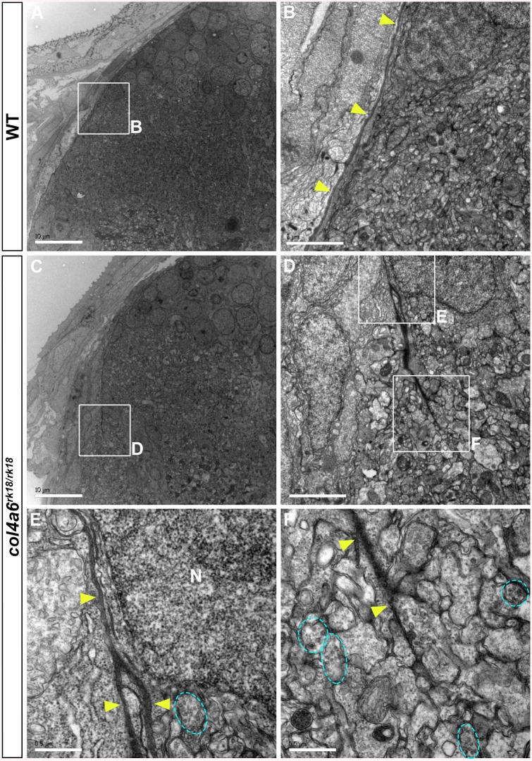 Fig 6