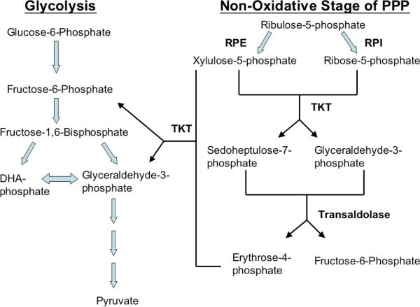 Figure 1B