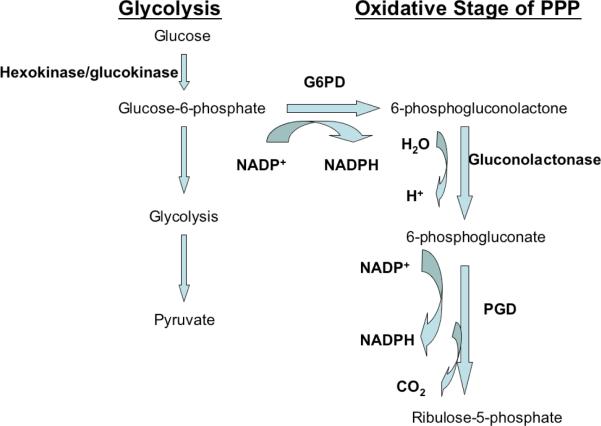 Figure 1A