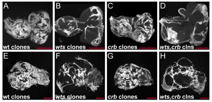 Fig. 7.